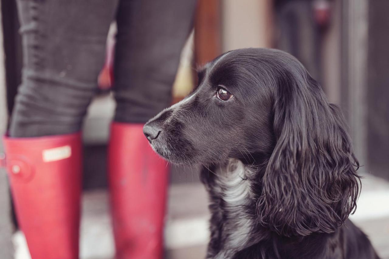 Longlands Inn & Cottages Carnforth Exterior foto A black and white English Cocker Spaniel